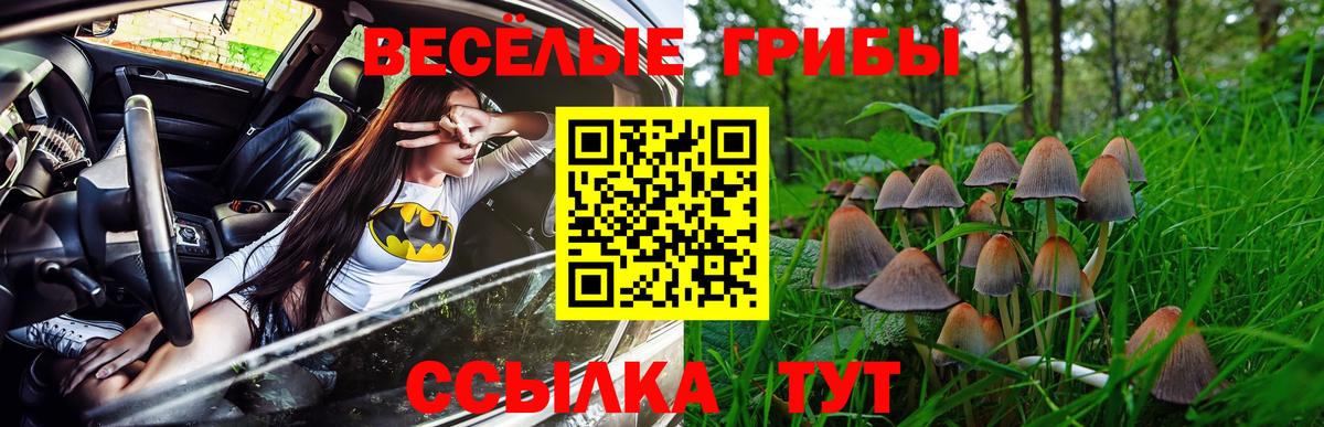 Сунжа  Галлюциногенные грибы прущие грибы  Псилоцибиновые грибы Cubensis  Вход с VPN 